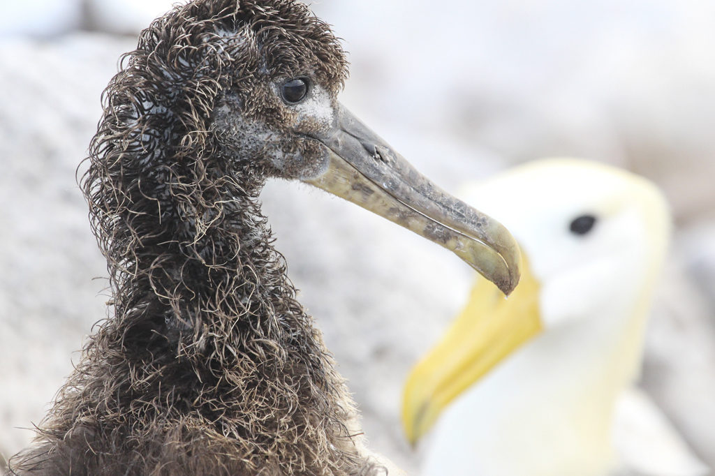 Waved albatross on Espanola Island, the sole breeding location for this critically endangered species in the Galapagos Islands. Photo Credit: Bradley Wilkenson