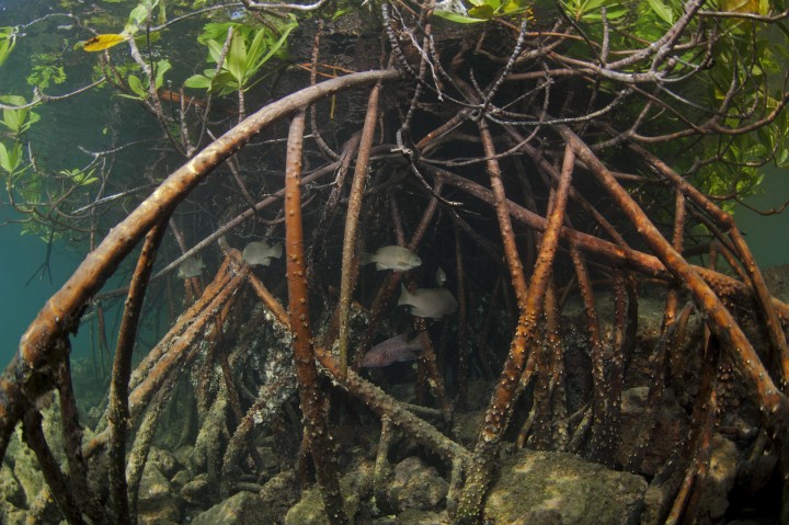 Mangroves, like the mangrove root system shown here, are an important nursery habitat for many species including economically important fish. Photo credit: Octavio Aburto/iLCP