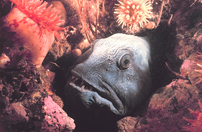 The complex structure of rocky reefs provides ample space for a rich diversity of fish life, including many commercial species that may spend less time on the reefs as they mature, but also other permanent residents such as these Atlantic wolfish. Photo Credit: NOAA