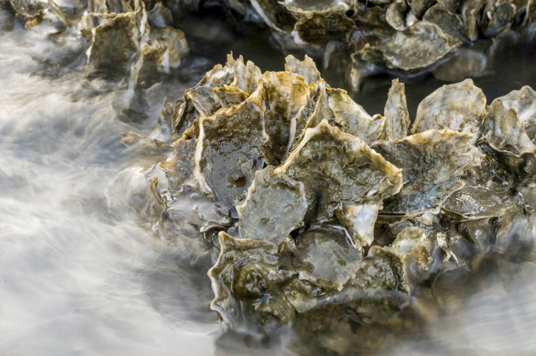 Oyster Reefs Mapping Ocean Wealth