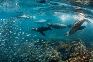 Outstanding Universal Value. While it is hard to put a number on such values, World Heritage Sites are widely celebrated for their natural values. Left: Sea lions and the rich marine life of the Gulf of California.