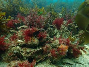 Australia-Oyster-Reefs