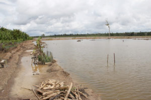 Vast areas of mangroves have already been converted to shrimp aquaculture ponds across Indonesia and the destruction continues, as shown here in Berau. The loss of mangroves emit significant amounts of carbon, which adds to the global issue of anthropogenic climate change.