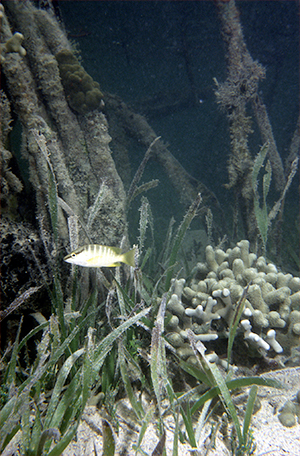 It is never quite as simple as in the textbooks. Here in Cuba, mangroves, seagrasses and corals grow in close proximity, forming an interconnected ecosystem. In this photo, a juvenile snapper shelters among them. Photo Credit: Mark Spalding