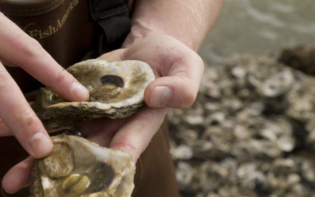 Oyster Reefs: How Much Is Enough?