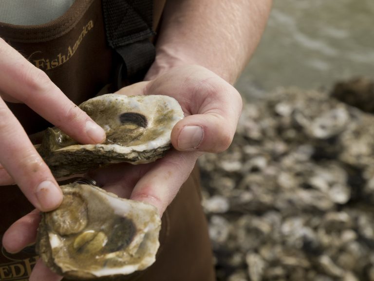 Oyster Reefs: How Much Is Enough?