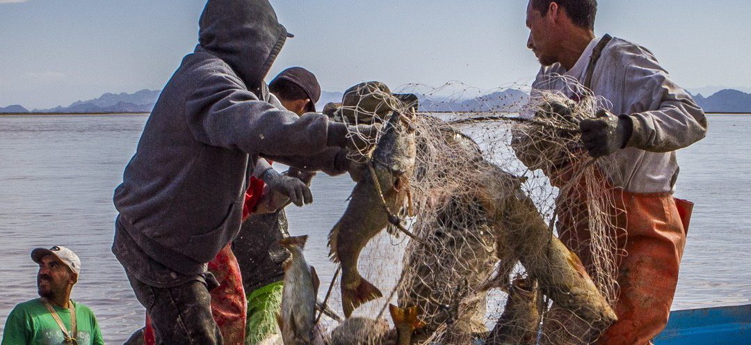 Habitat, Fish and Profit: Combining Fisheries Ecology and Economy