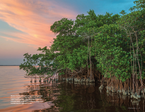 Mangrove Restoration Potential