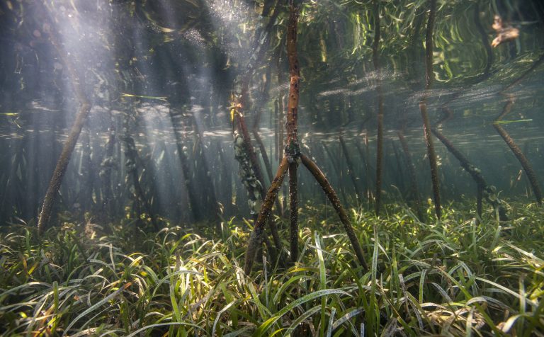 Accounting for Mangroves in Flood Protection