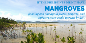 mangroves accounting flood protection flooding surge storm erosion