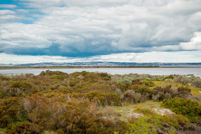 Notes from the Field: Estimating Biomass in Australian Tidal Saltmarshes