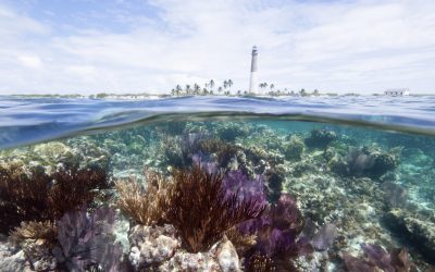 Collaboration with Microsoft and Esri to Enhance Coral Reef Tourism Model