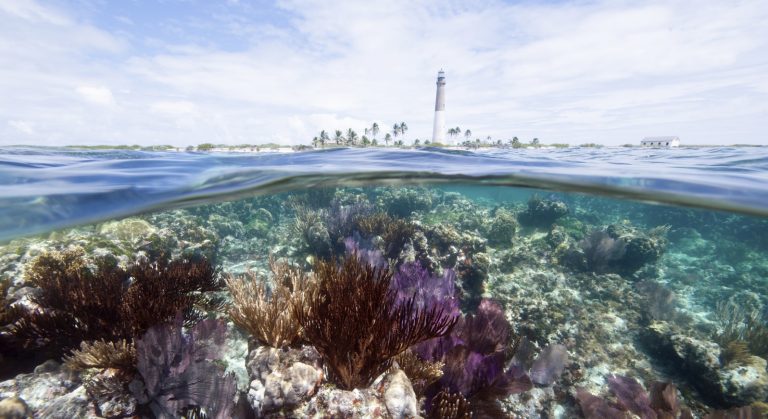 Collaboration with Microsoft and Esri to Enhance Coral Reef Tourism Model