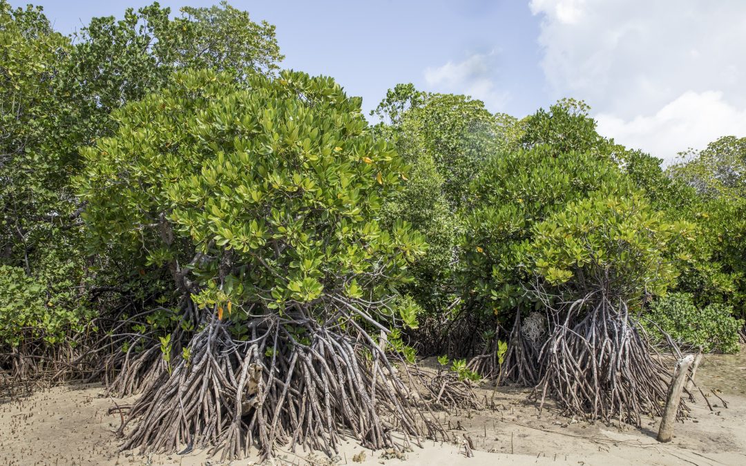 New study reveals that mangrove soils hold 6.4 billion tons of carbon globally