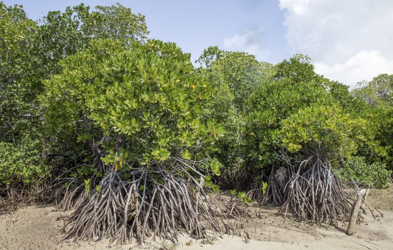 New study reveals that mangrove soils hold 6.4 billion tons of carbon globally