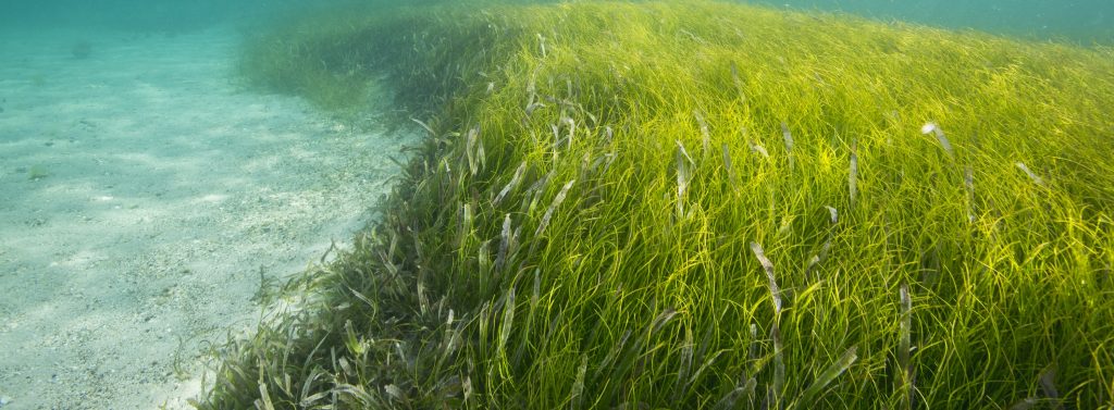 Seagrass/Saltmarsh Calculator