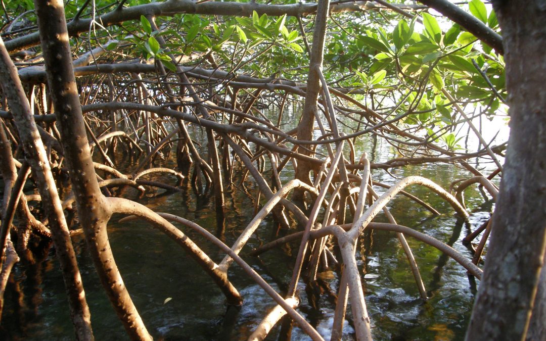 Explore the Mangrove Restoration Potential Mapping Tool