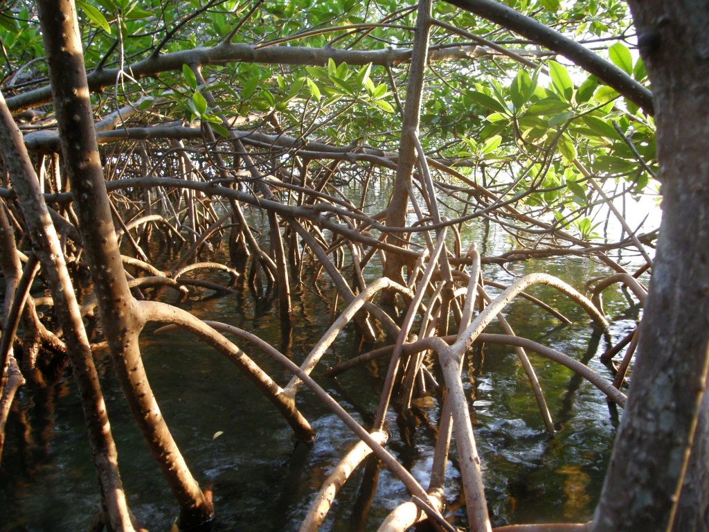 Mangrove Restoration Potential