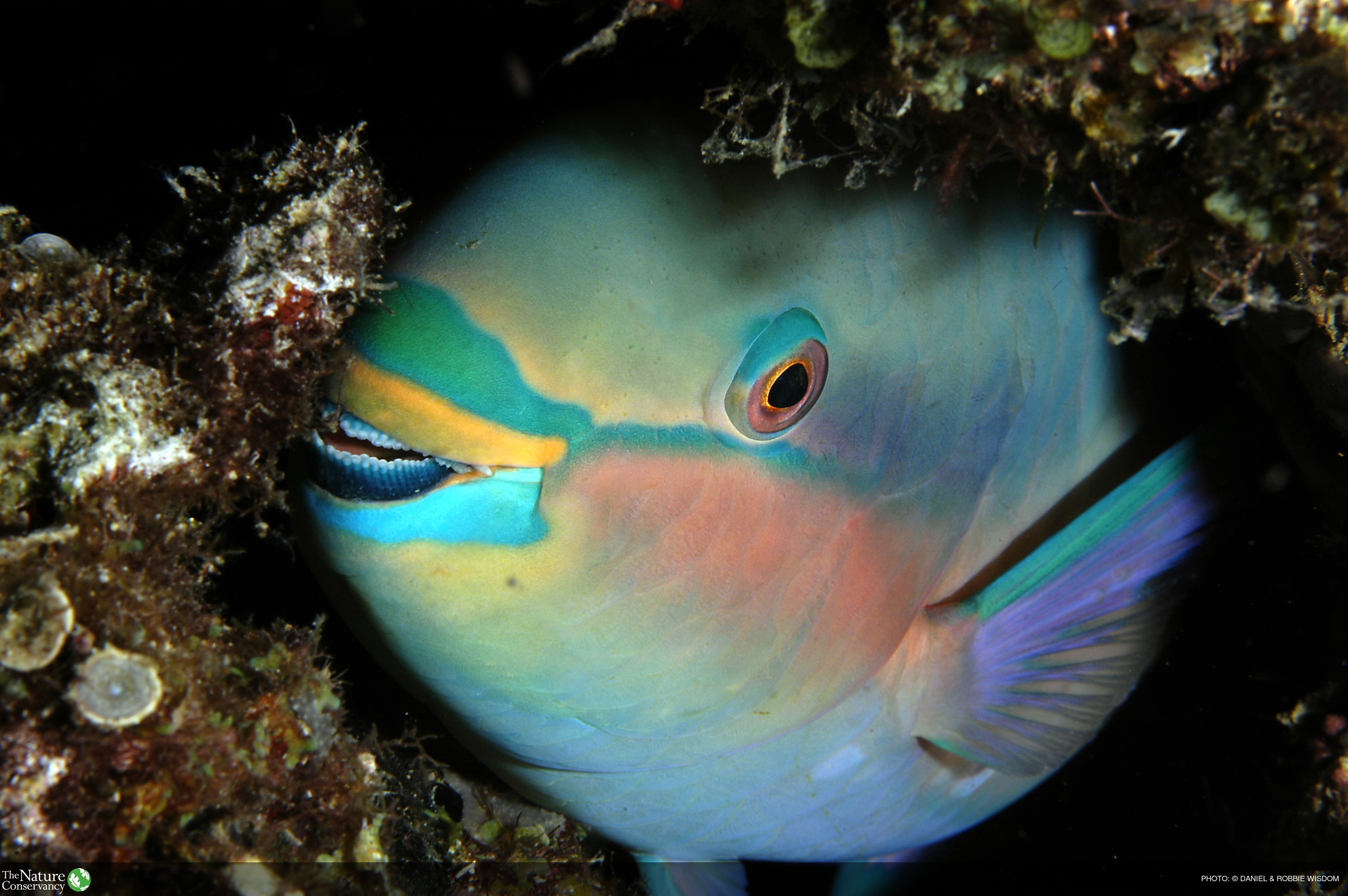 MOW Maps of Micronesia Fisheries Can Help Inform Coral Reef Management