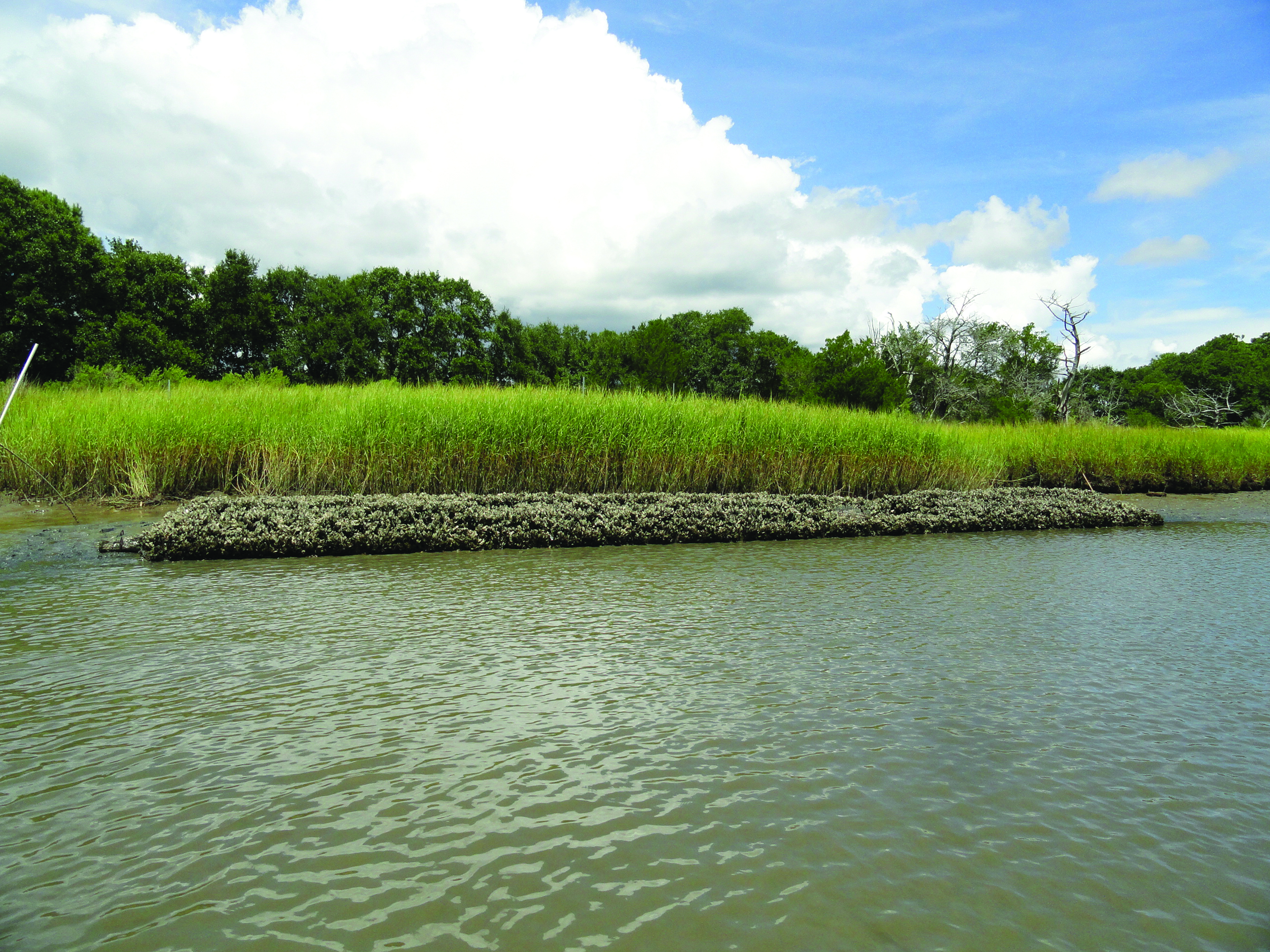 New Restoration Guidelines for Shellfish Reefs