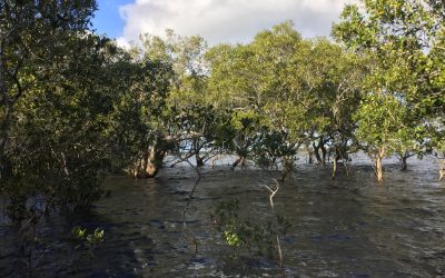 Mapping Ocean Wealth in Australia Reveals Half a Billion Dollars Worth of Benefits from Coastal Wetlands
