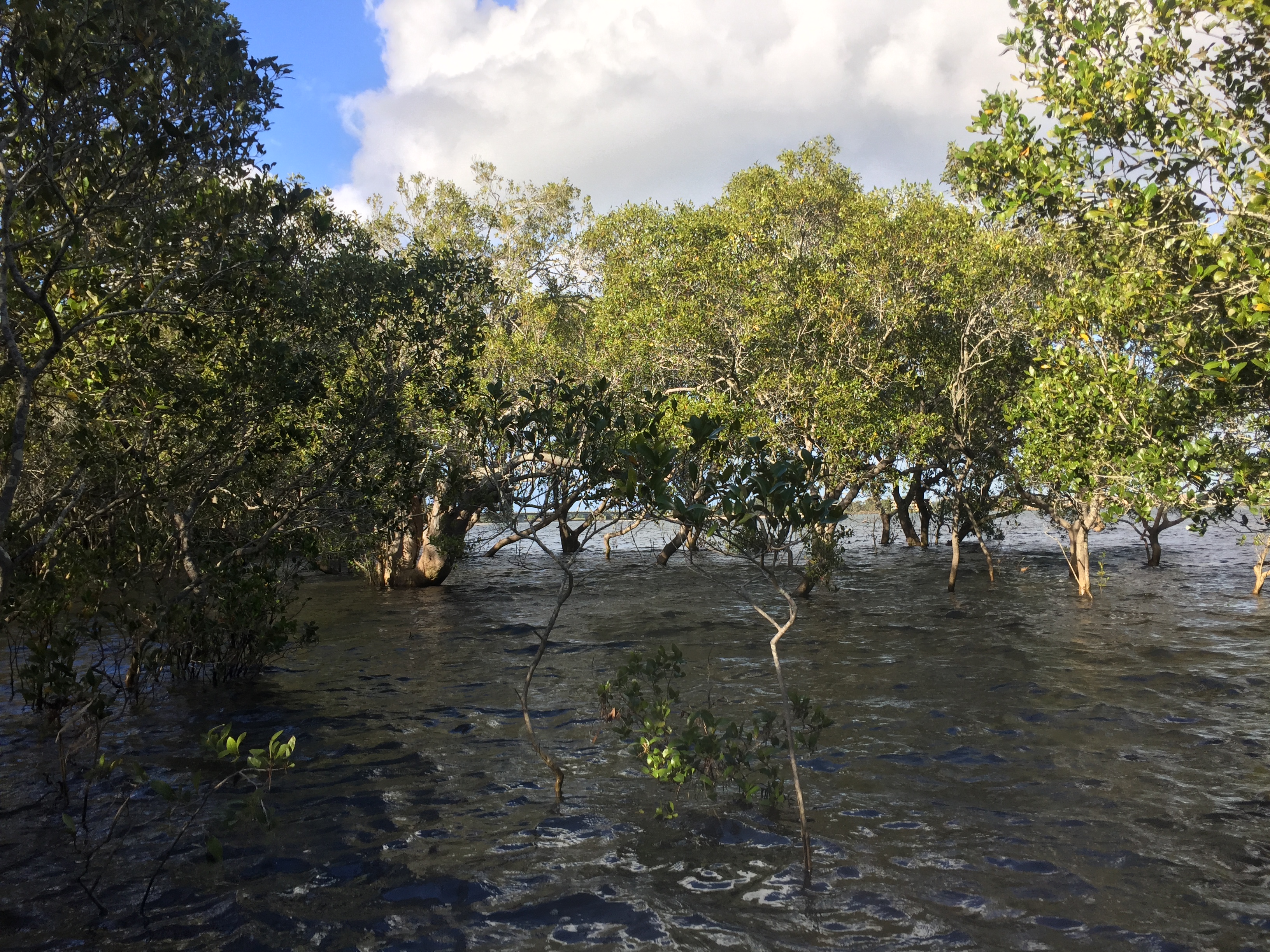 Mapping Ocean Wealth in Australia Reveals Half a Billion Dollars Worth of Benefits from Coastal Wetlands