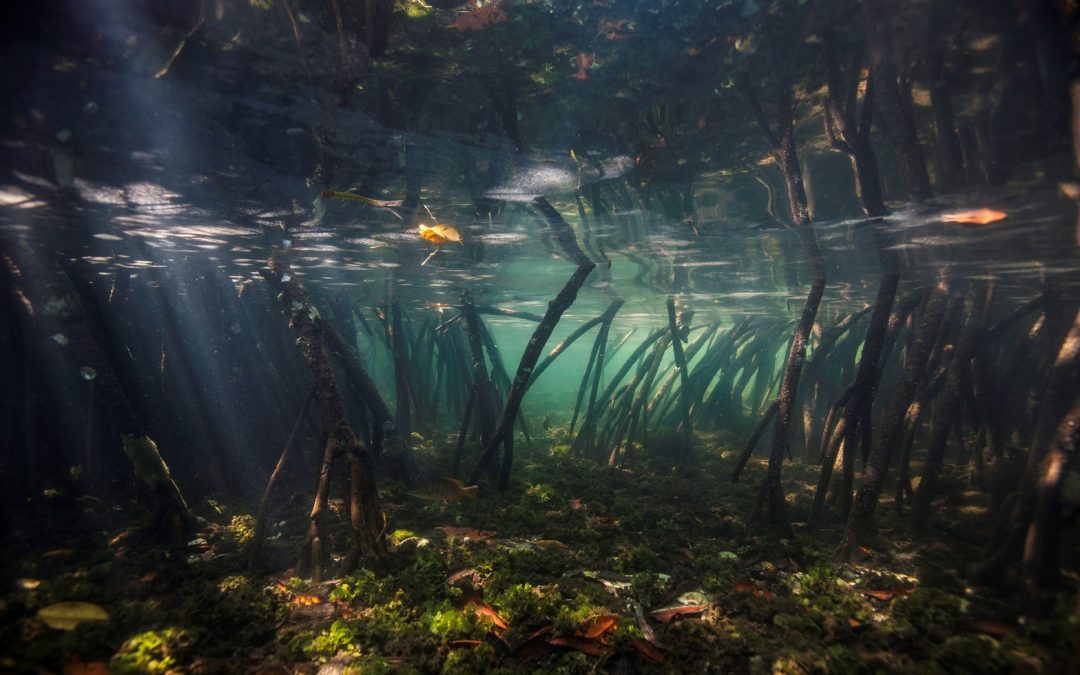 Discover the Carbon-capturing Power of Mangroves in your Country
