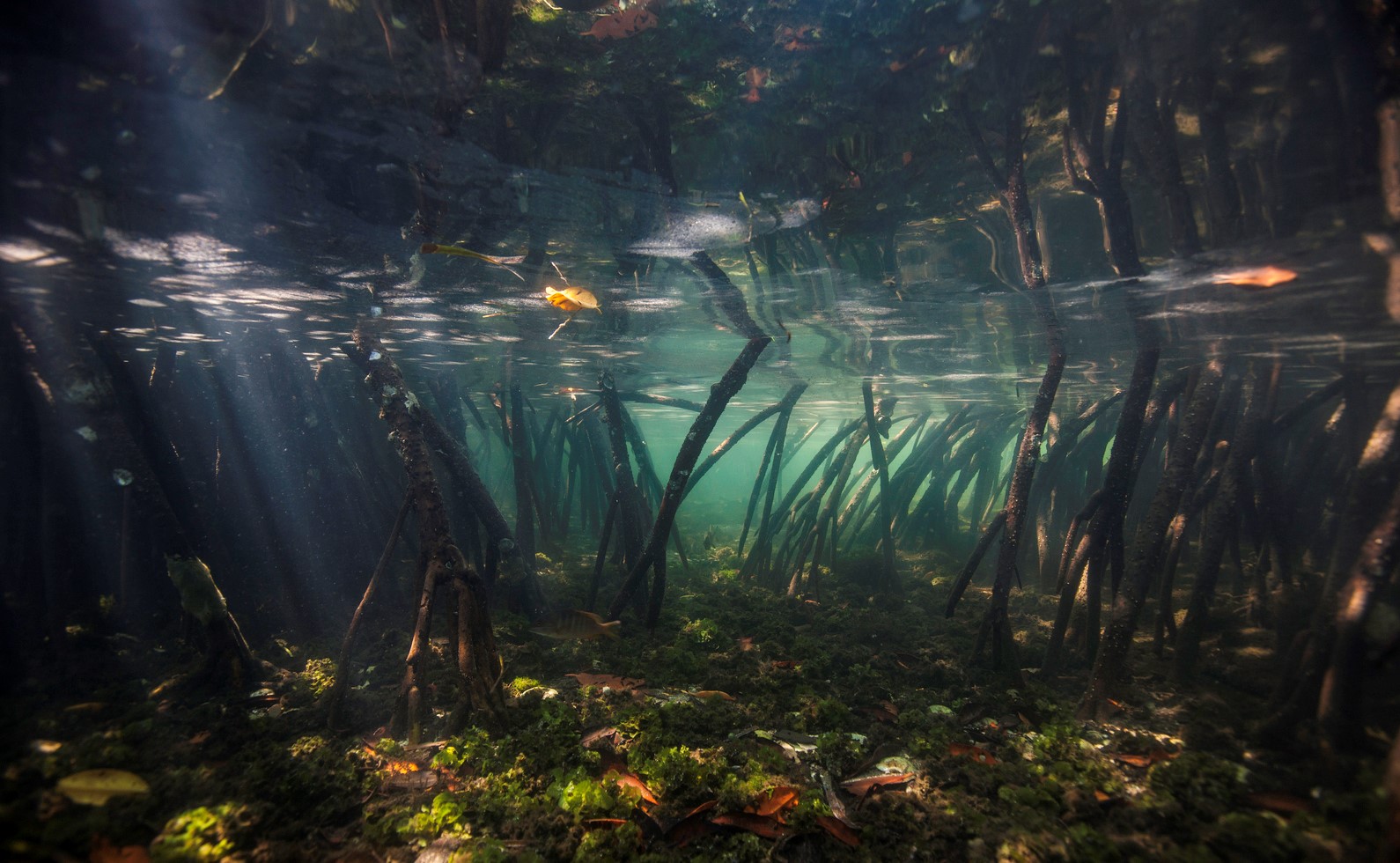 Discover the Carbon-capturing Power of Mangroves in your Country