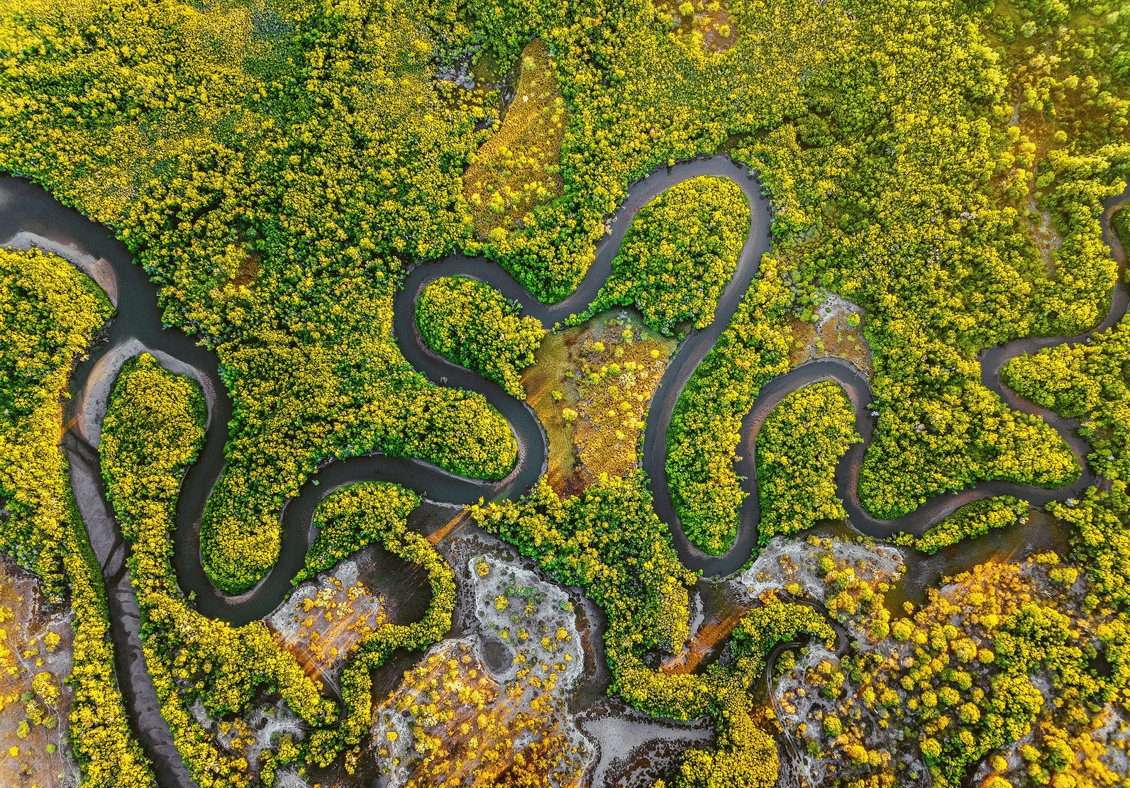 Harnessing big data to support the conservation and rehabilitation of mangrove forests globally