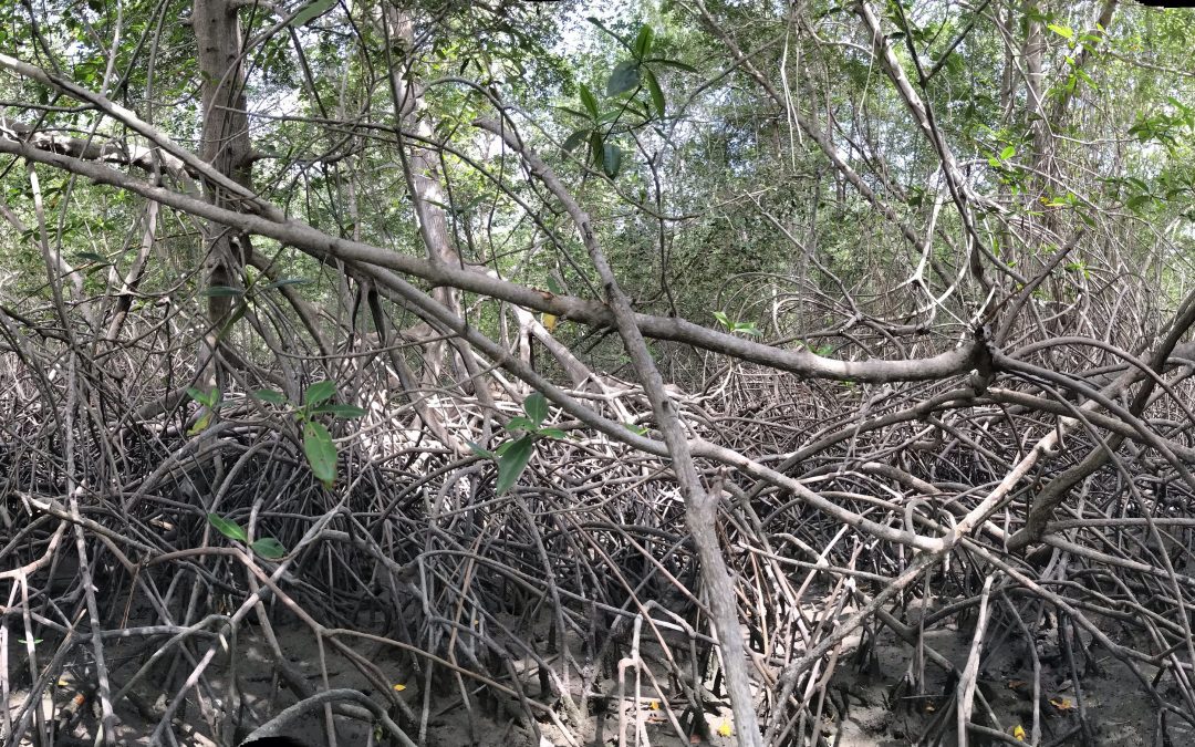 The World Gets a First Overview of Mangrove Health with Global Mangrove Watch