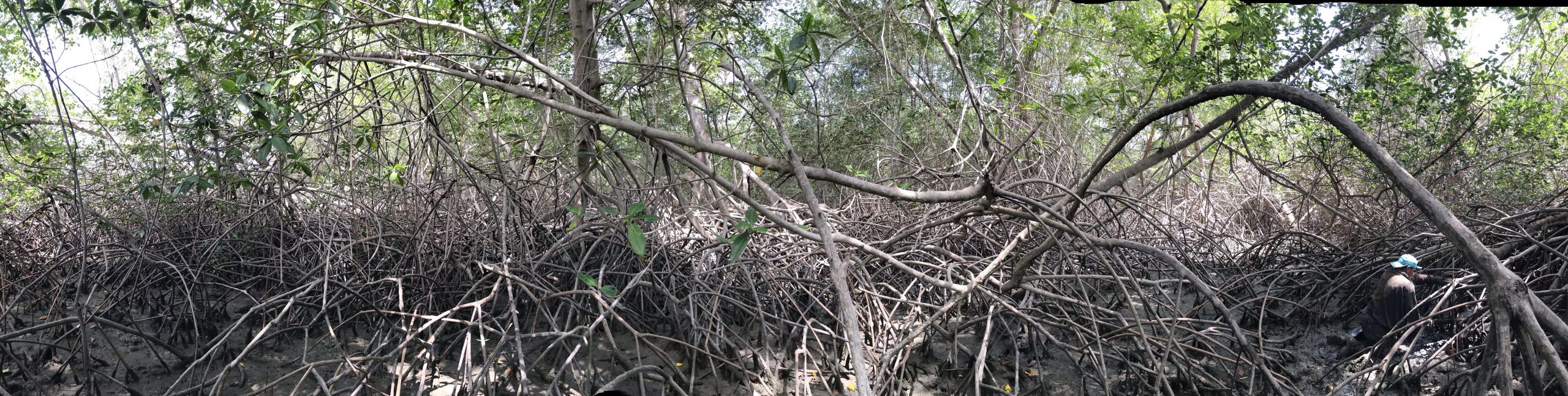 The World Gets a First Overview of Mangrove Health with Global Mangrove Watch