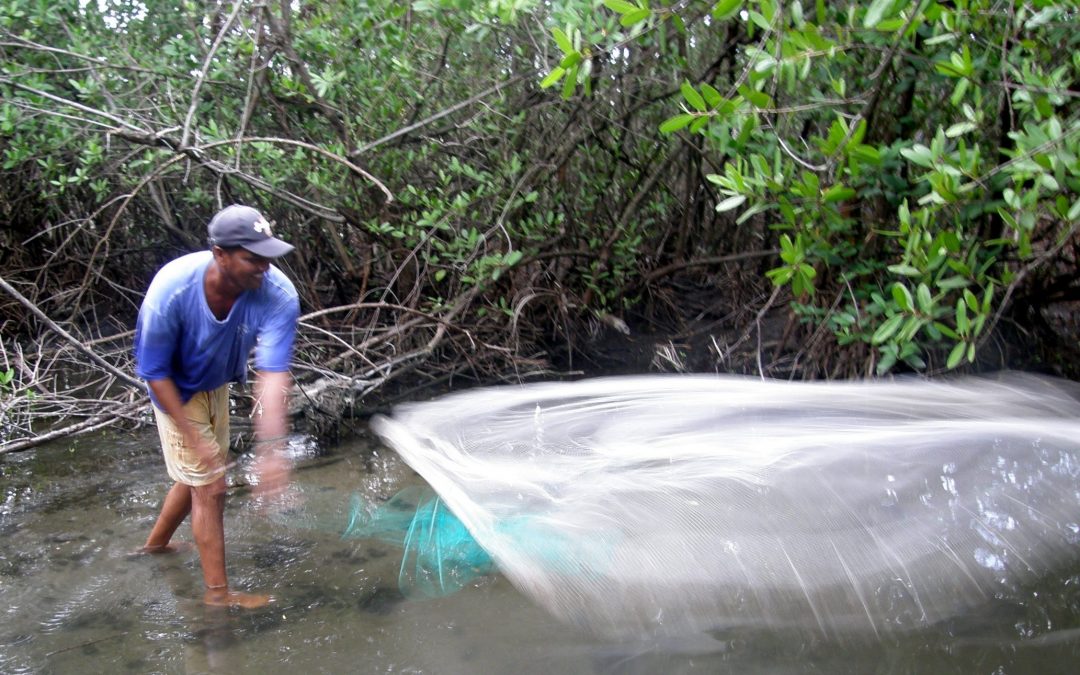 New study finds that mangroves support over 4 million small scale fishers globally