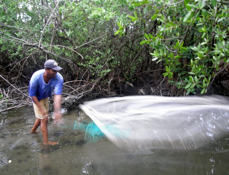 New study finds that mangroves support over 4 million small scale fishers globally