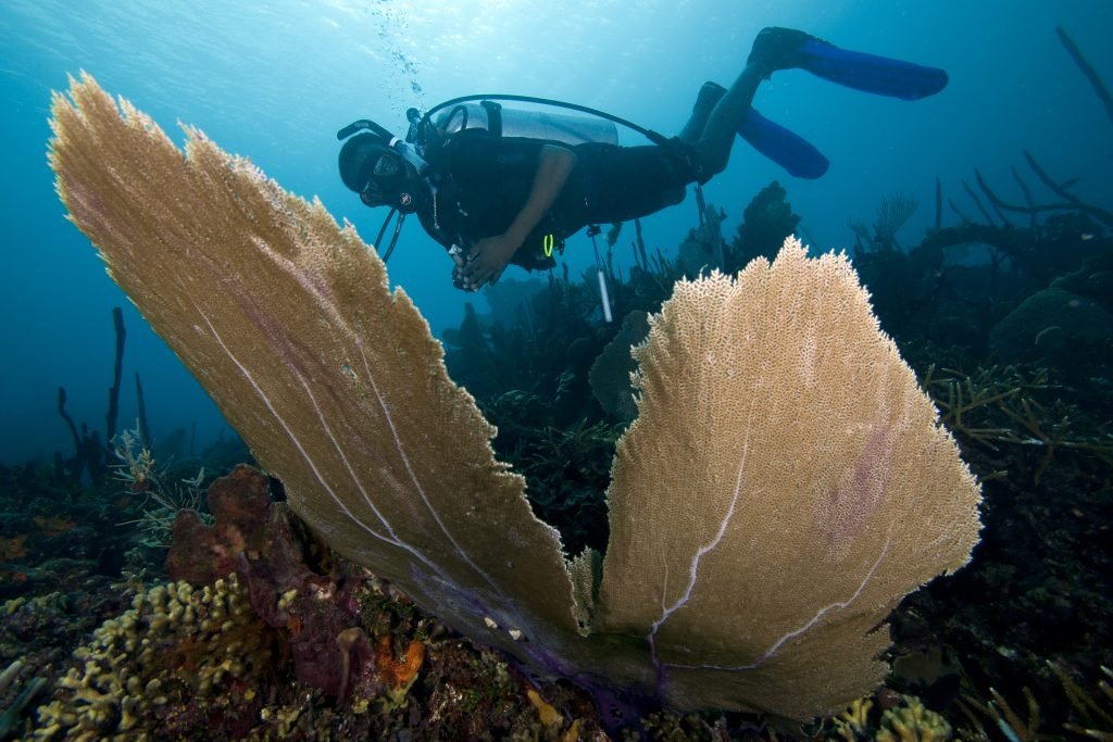 Coral Reef Tourism