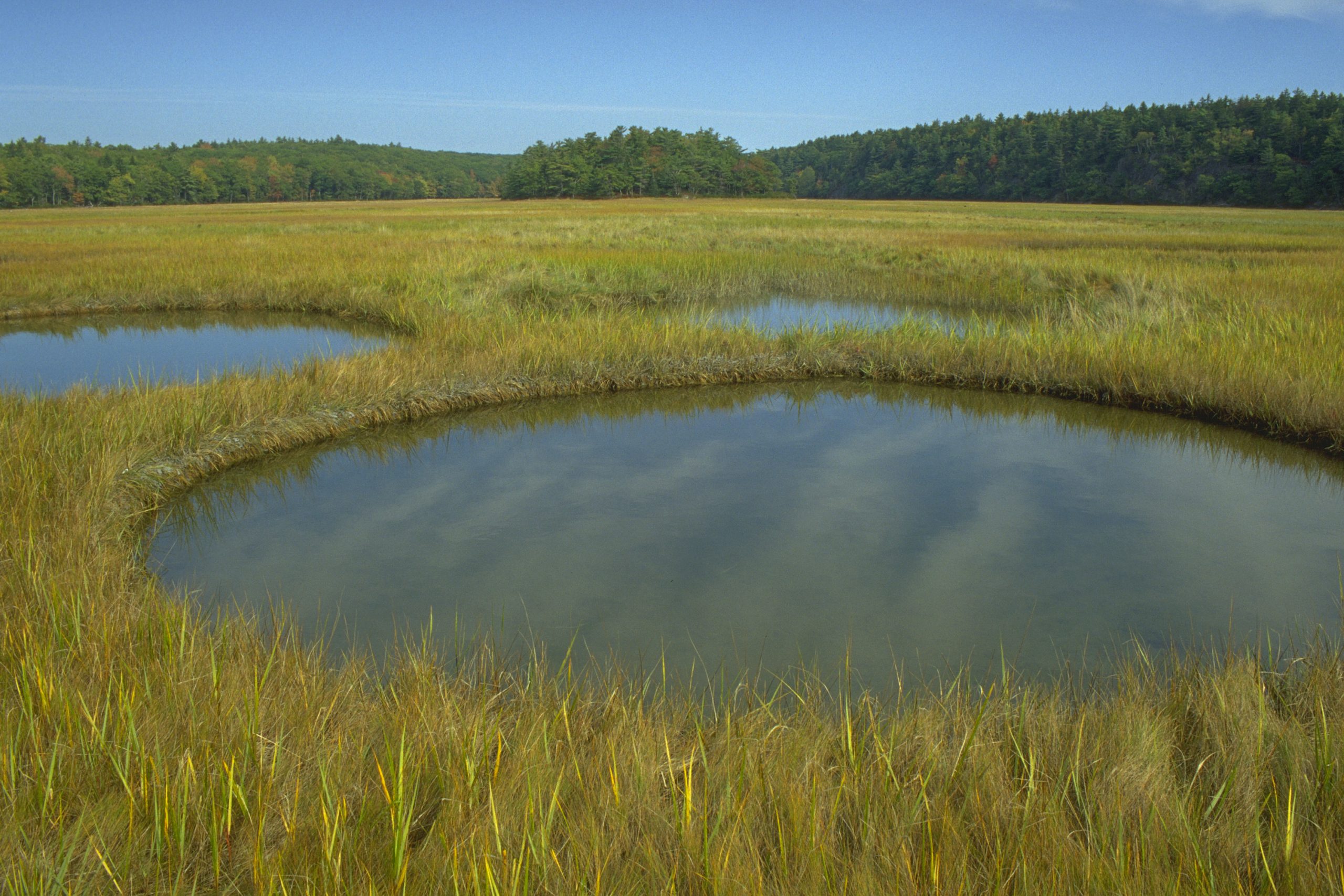 Ecosystem Services: Delivering Decision-Making for Salt Marshes