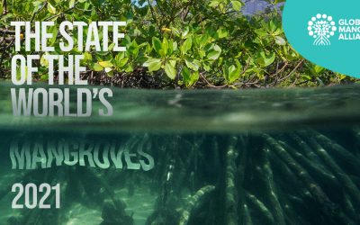 New report shows slowdown in mangrove losses–providing a ‘last best chance’ for global action to protect coastal forests