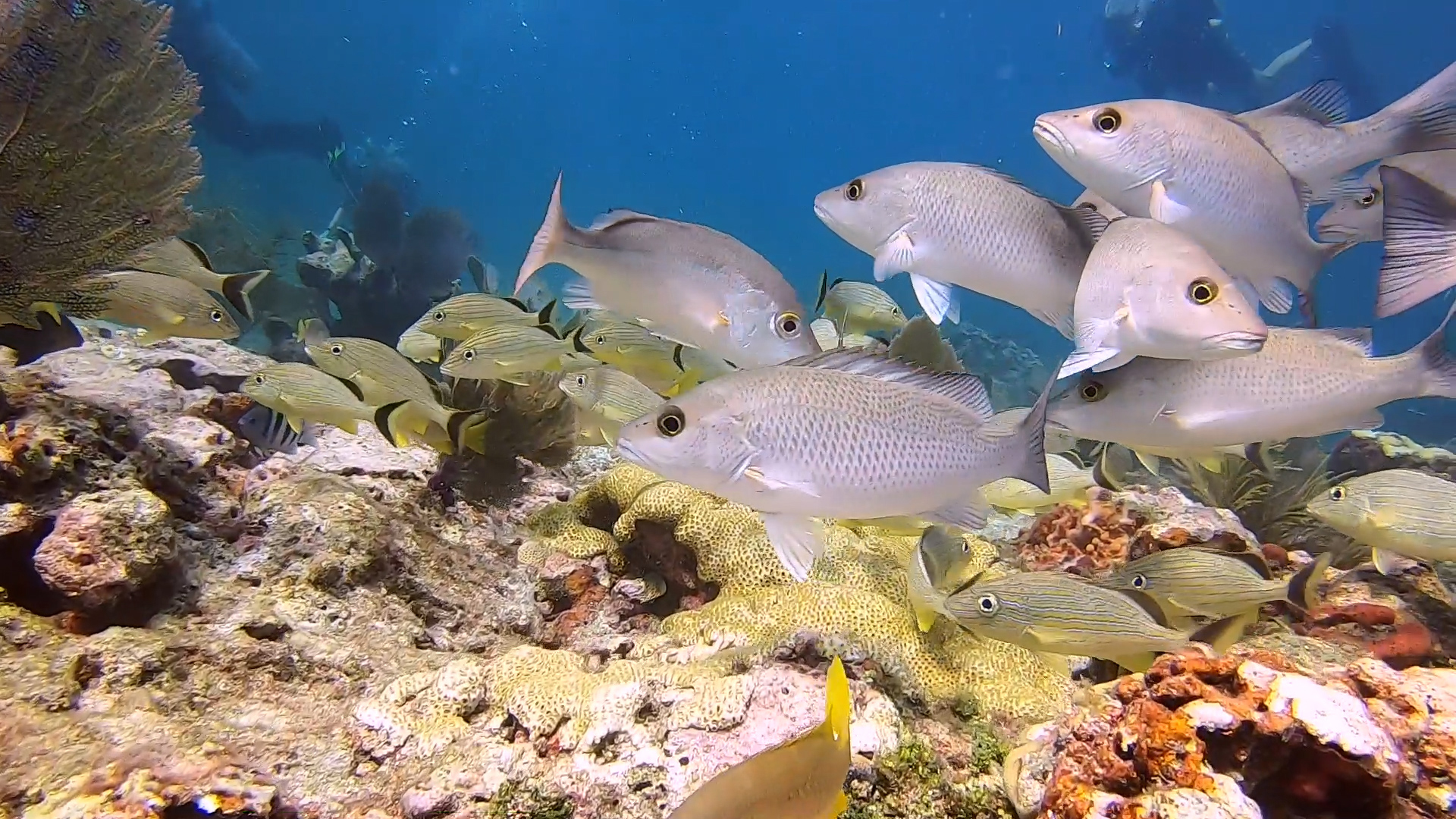 New research: Identifying correlates of coral-reef fish biomass on Florida’s Coral Reef to assess potential management actions