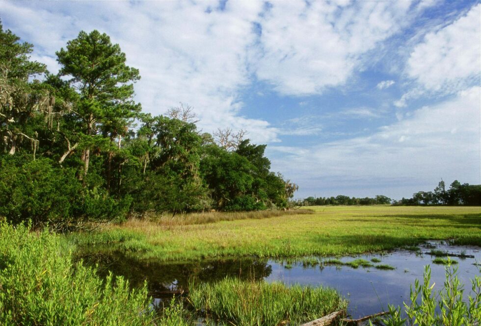 The World’s Tidal Marshes are Finally on the Map – Mapping Ocean Wealth