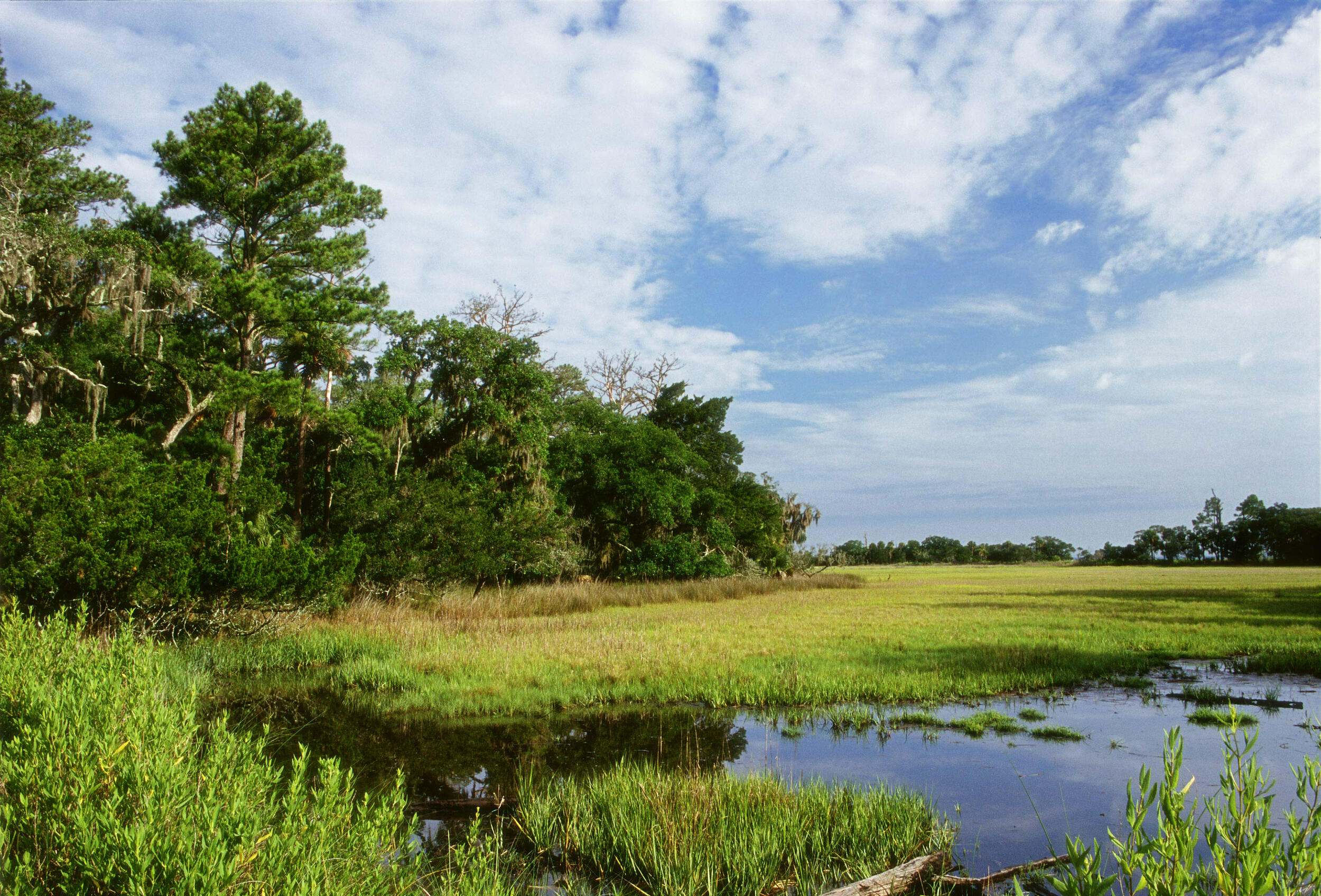 The World’s Tidal Marshes are Finally on the Map