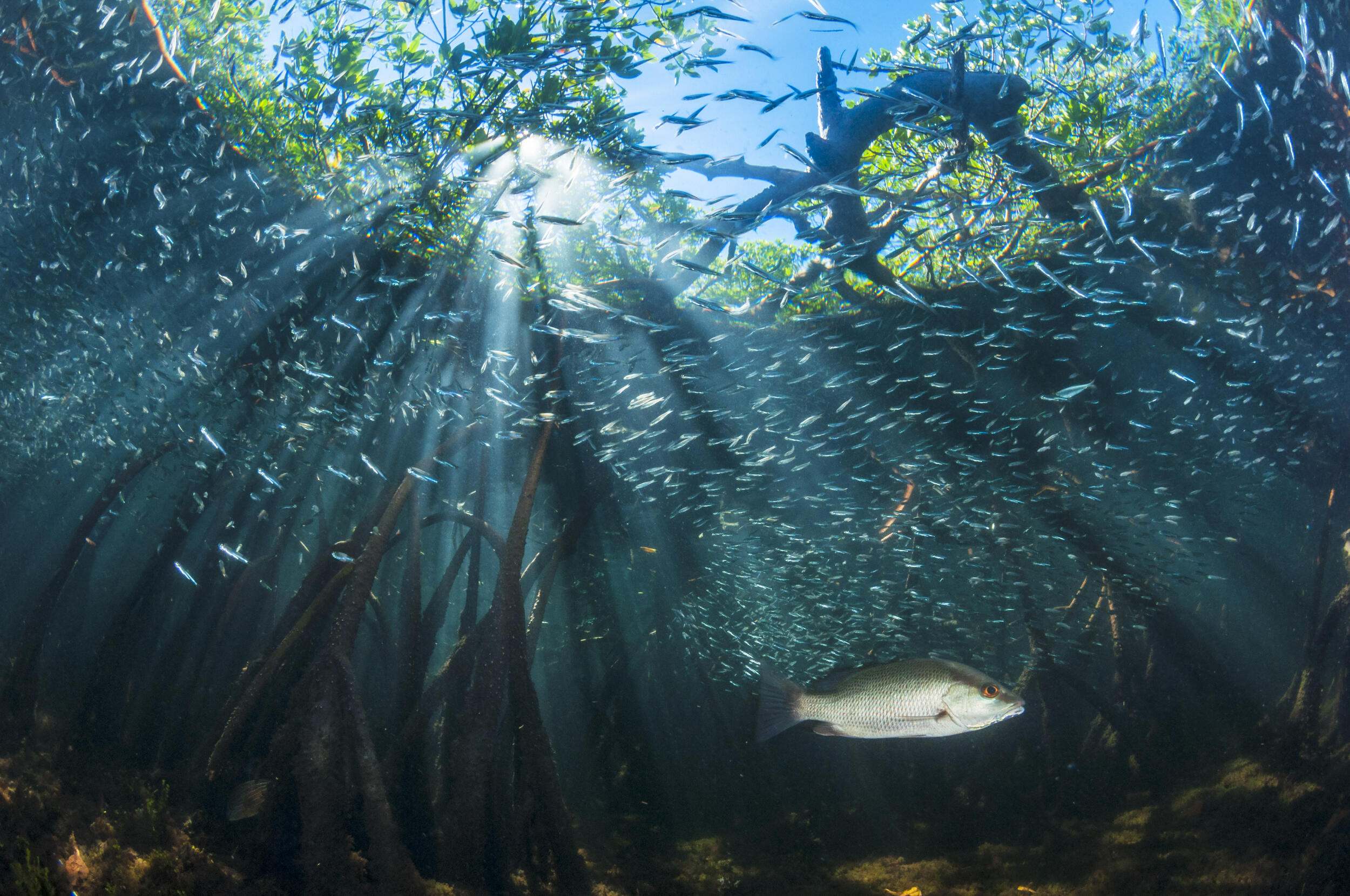 Mangroves support over 700 billion fish and invertebrates annually