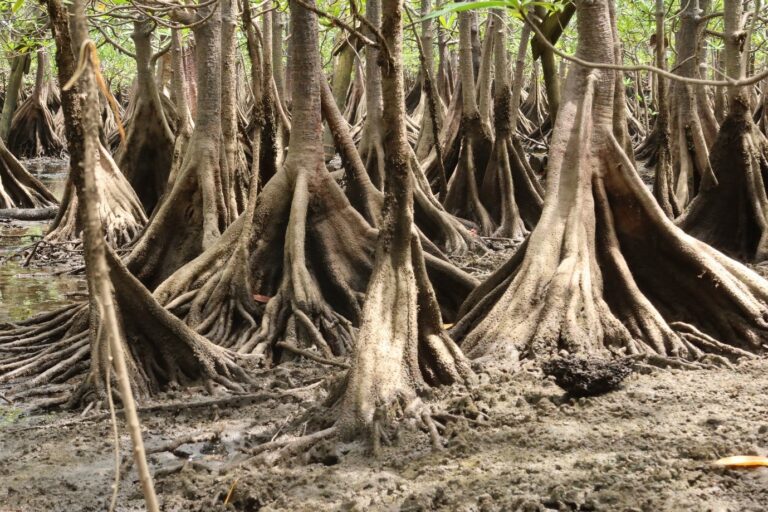 New report maps the benefits of coastal wetlands in flood reduction on a global scale