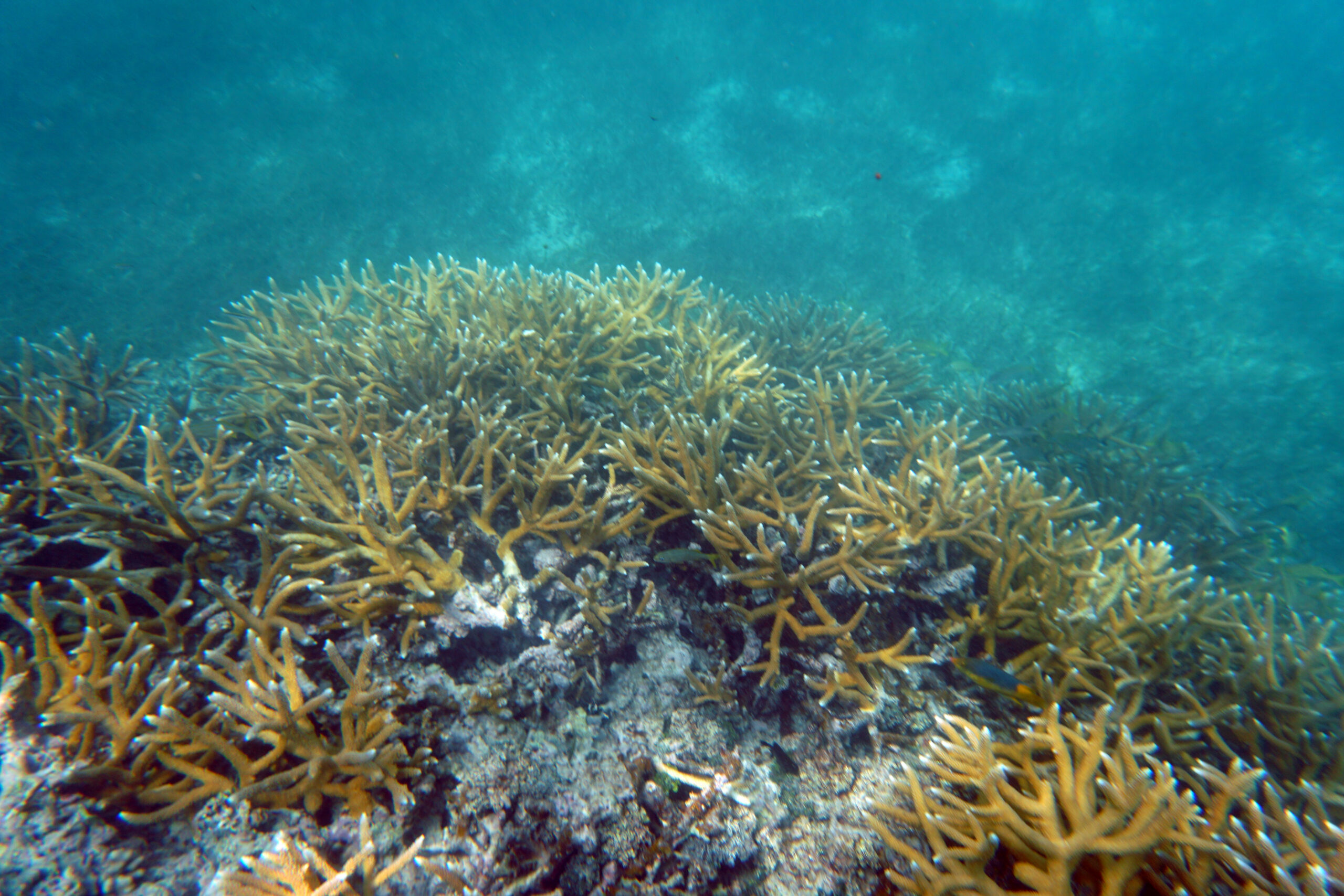 New models show reefs in CoralCarib countries generate over $4 billion per year in tourism value